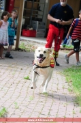 Rettungshund Astro in Aktion