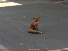 Der Fuchs setzt sich vÃ¶llich geschwÃ¤cht vor dem RAZ auf den Parkplatz
